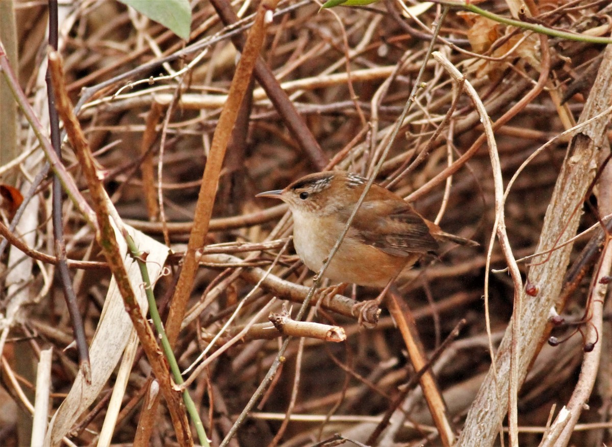 Marsh Wren (palustris Group) - ML198165541