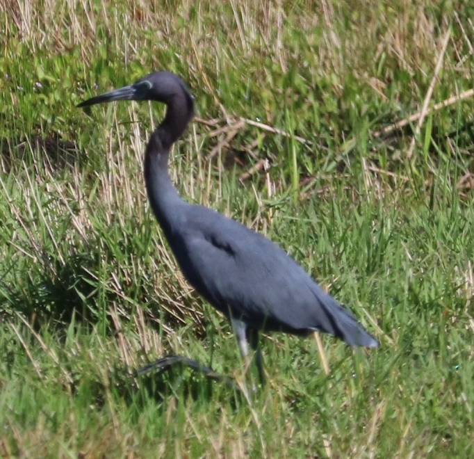 Little Blue Heron - ML198168391