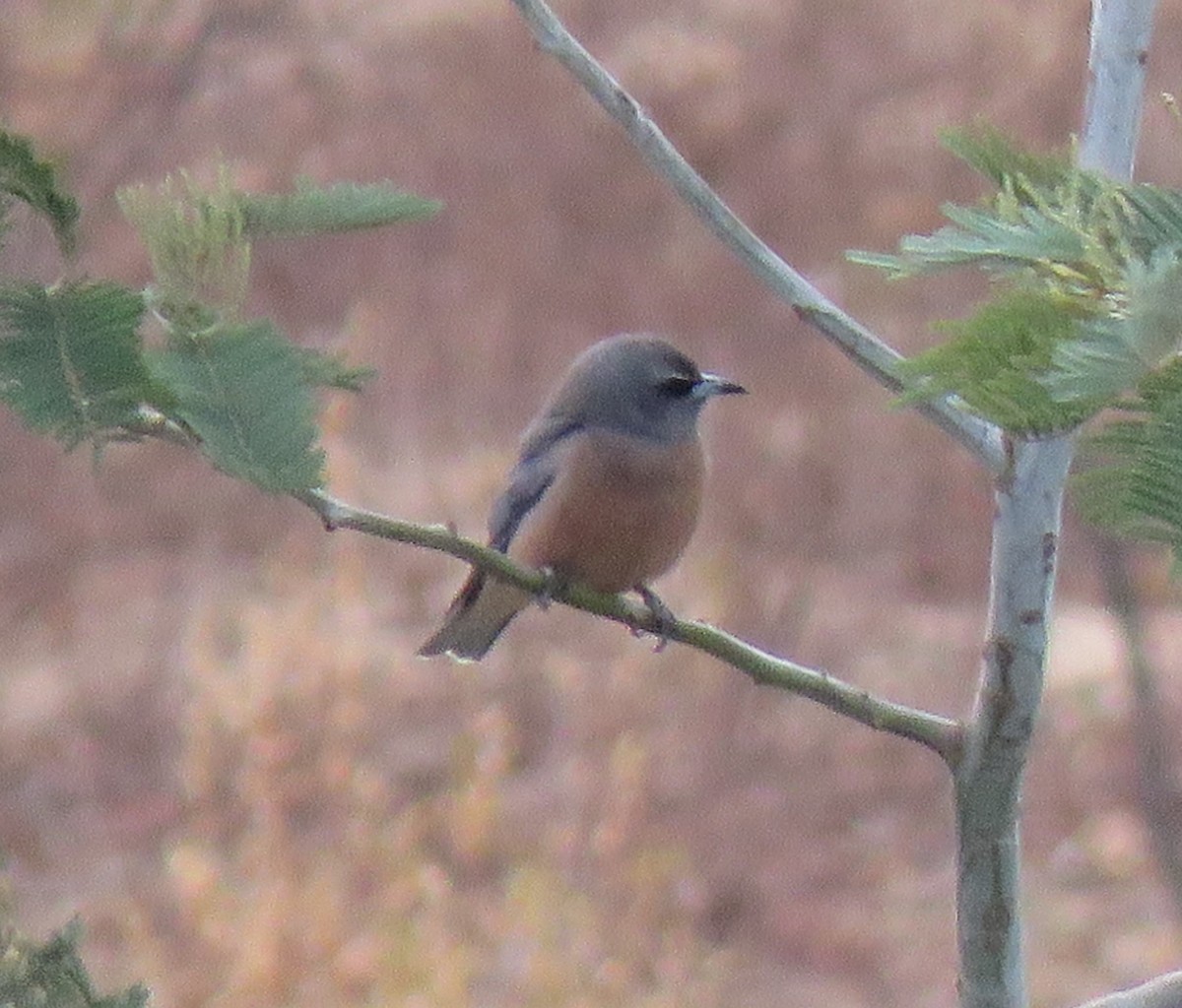 White-browed Woodswallow - ML198170041