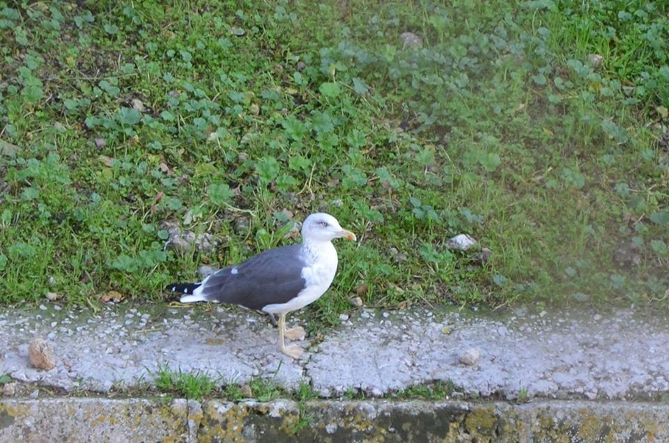 Lesser Black-backed Gull - ML198172211