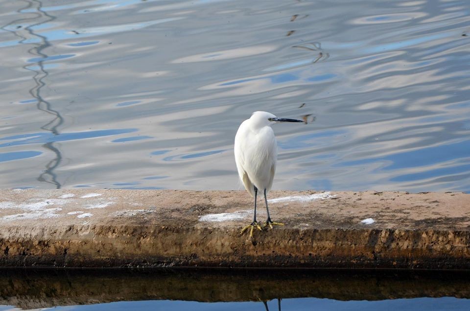 Little Egret - ML198172281