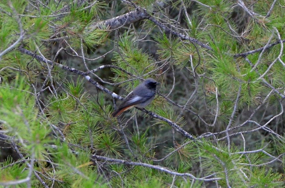 Black Redstart - Sergo Travelian