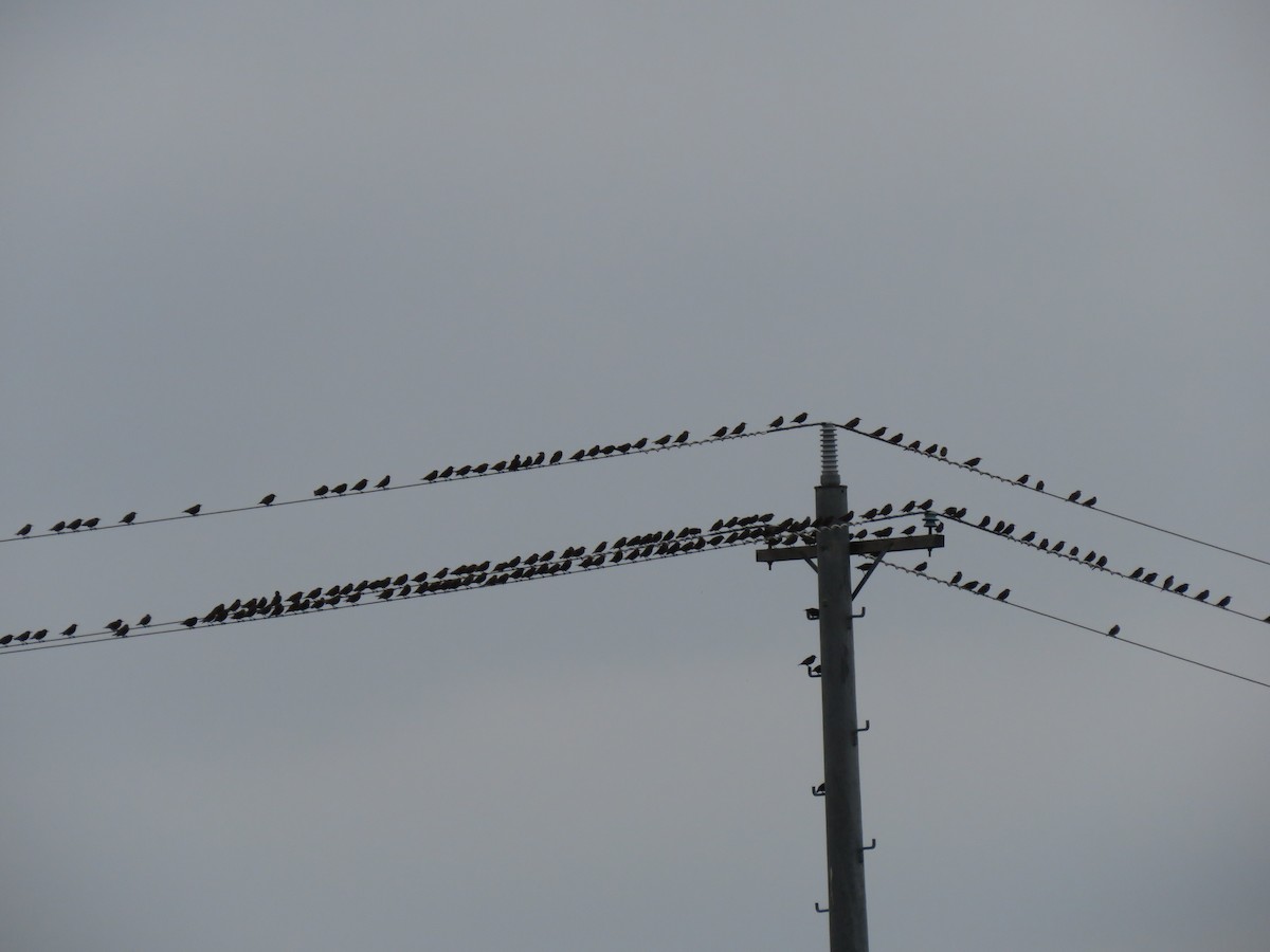 European Starling - Sandra Henderson