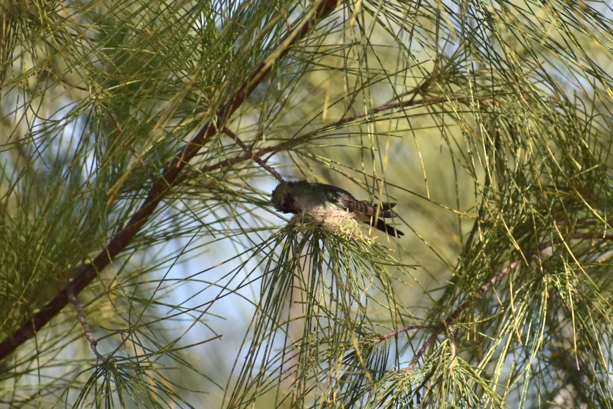 kolibřík kubánský - ML198176721