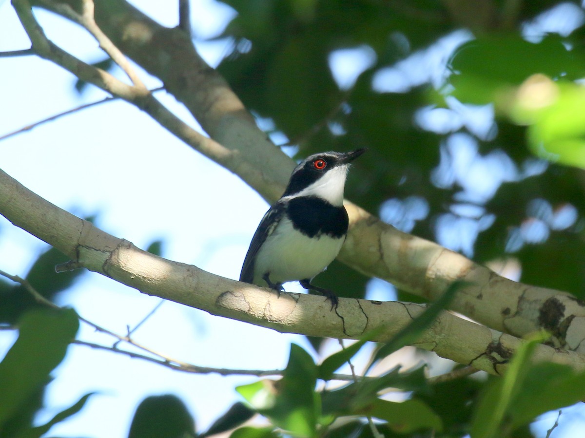 Short-tailed Batis (Short-tailed) - David Lambeth