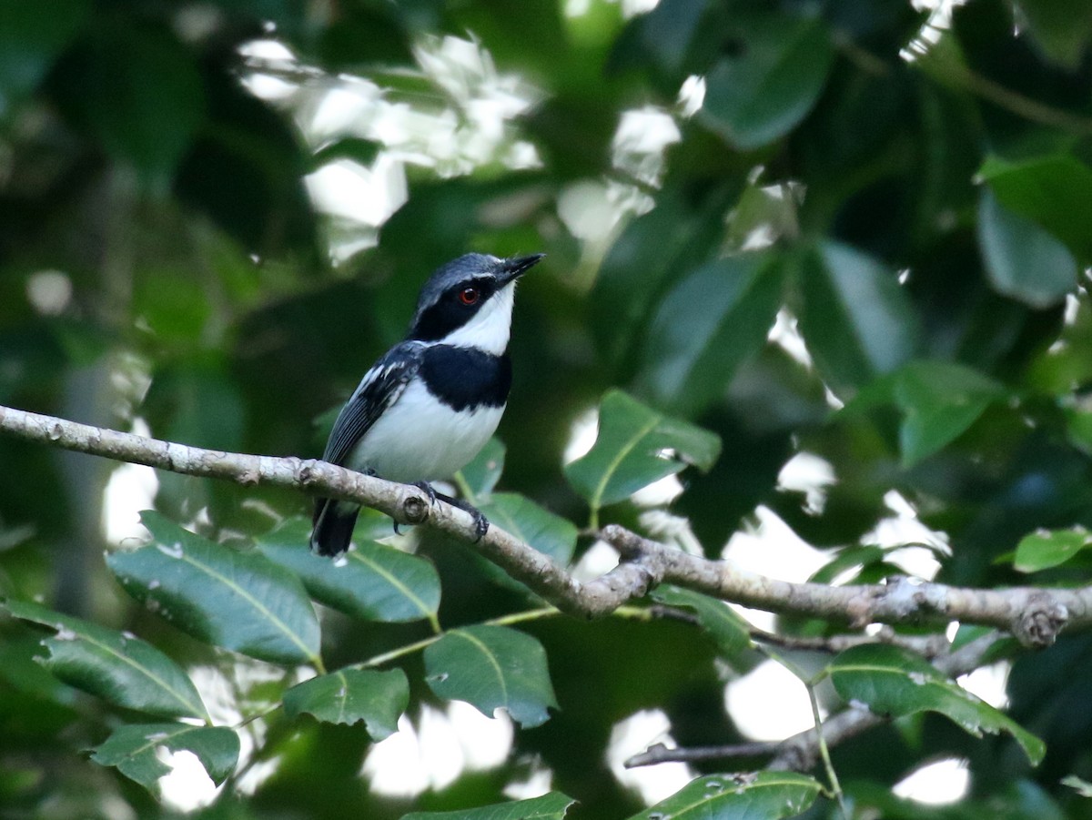 Short-tailed Batis (Short-tailed) - David Lambeth