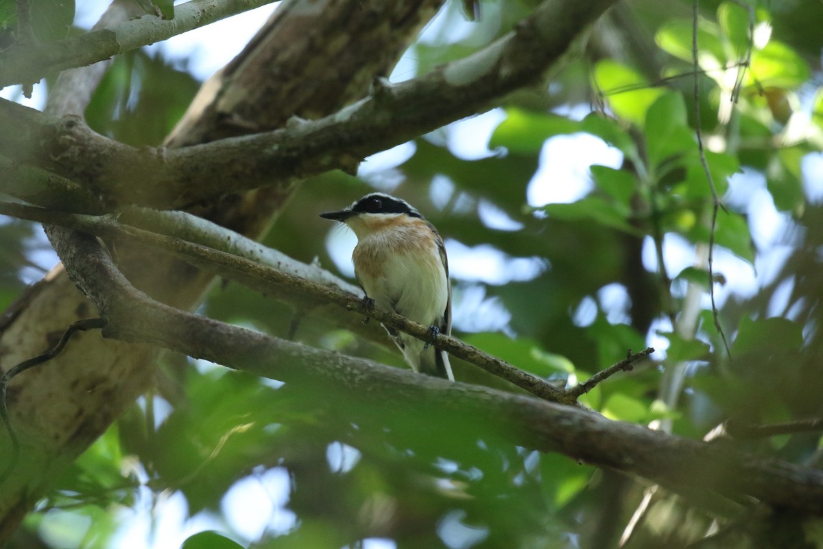 Short-tailed Batis (Short-tailed) - David Lambeth