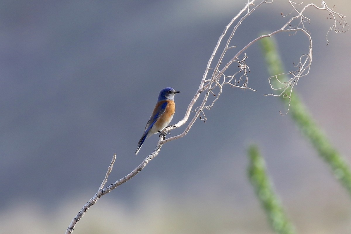 Western Bluebird - ML198179001