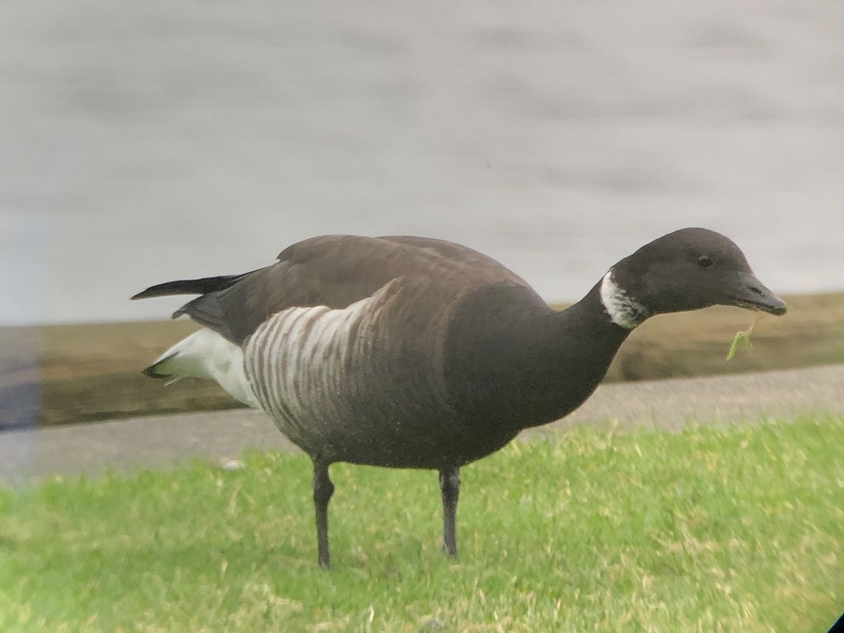 Хар толгойт галуу - ML198180121