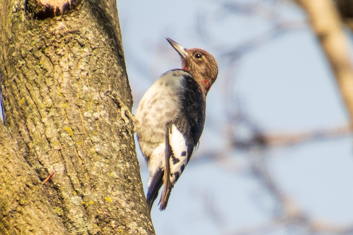Red-headed Woodpecker - Renee Lucier