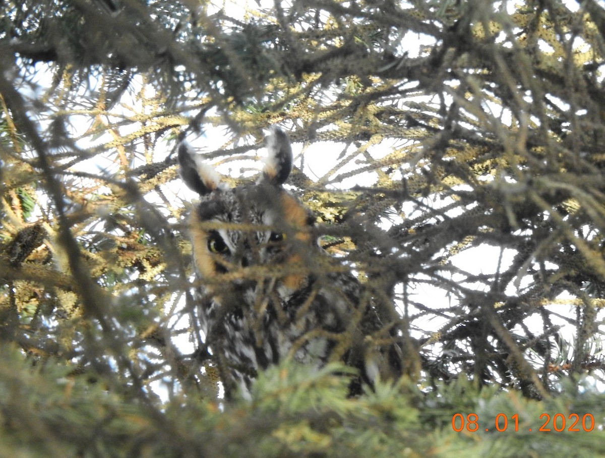 Long-eared Owl - ML198181861