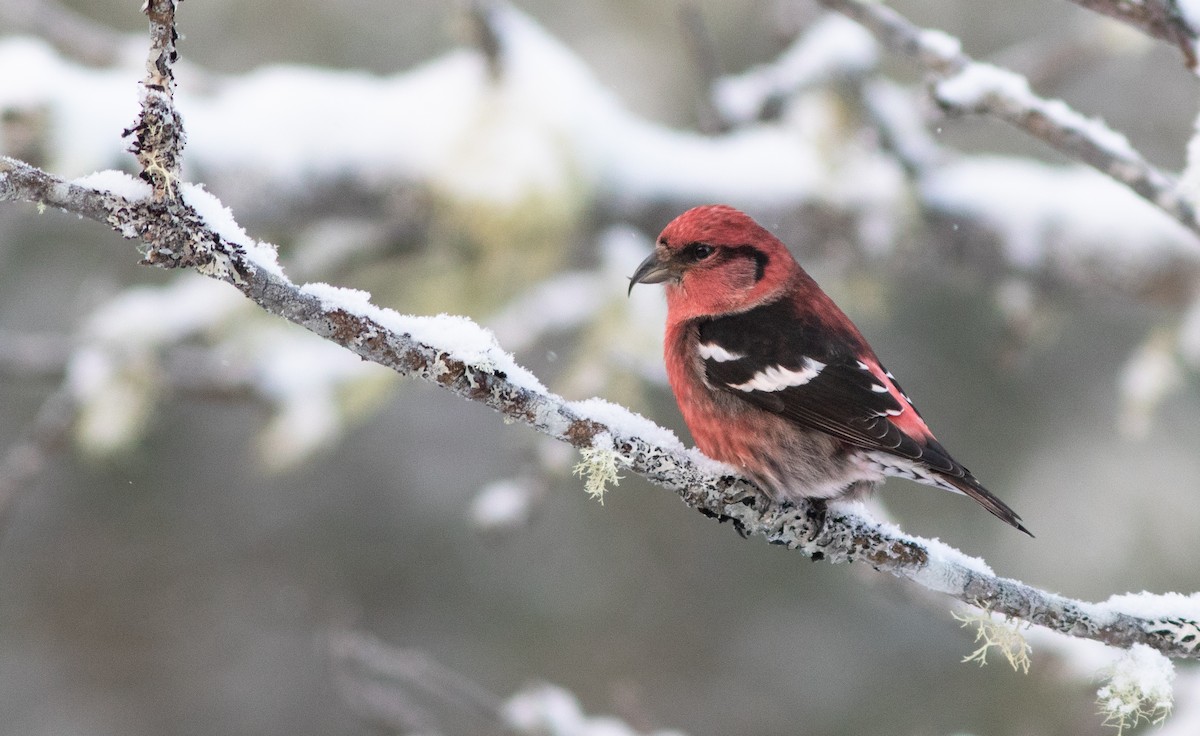 White-winged Crossbill - Doug Hitchcox