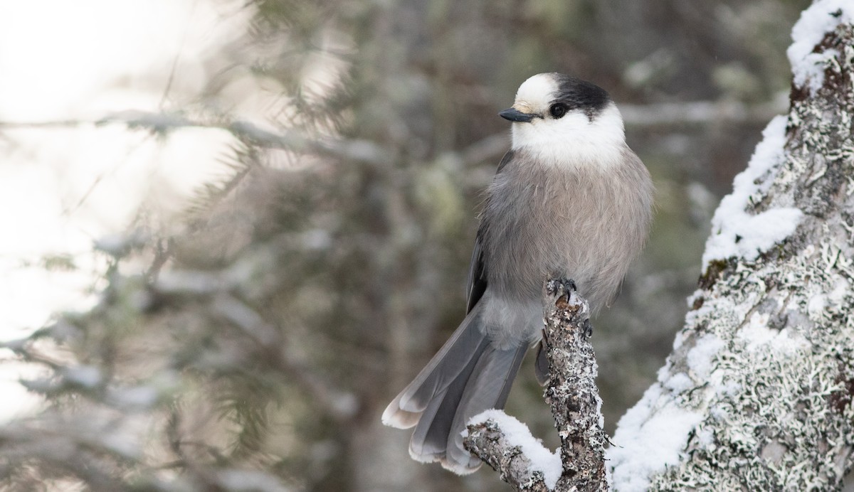 Canada Jay - Doug Hitchcox