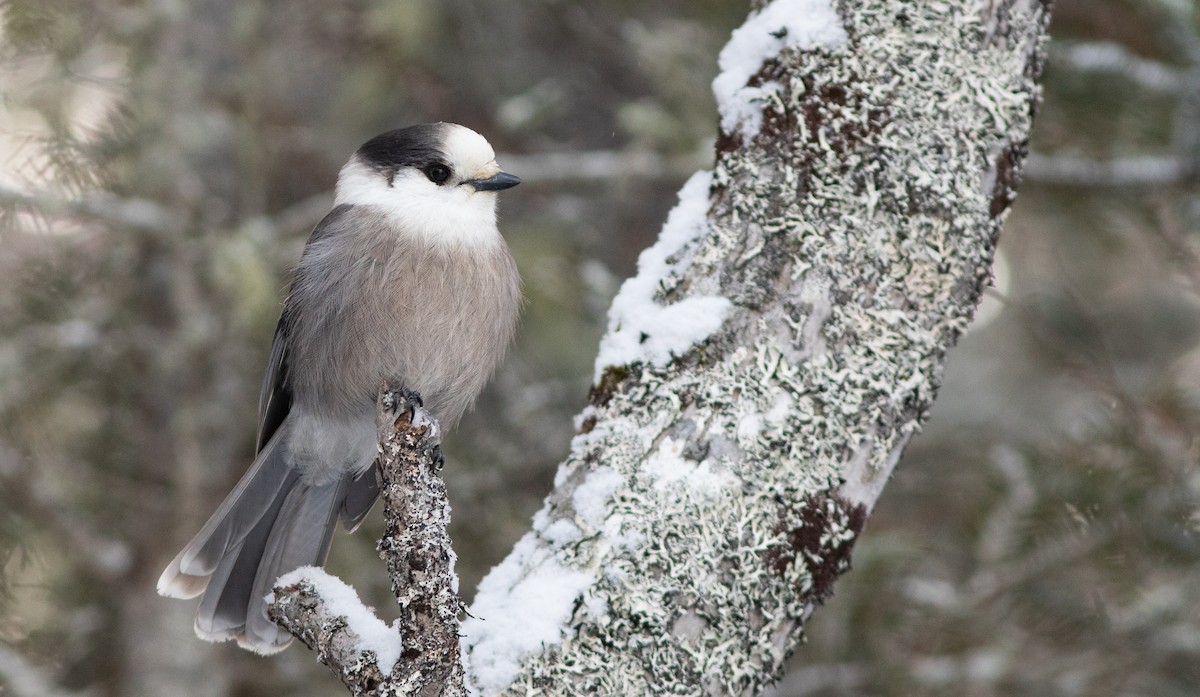 Canada Jay - ML198182581
