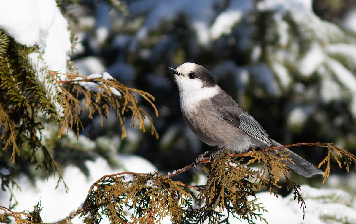 Canada Jay - Doug Hitchcox