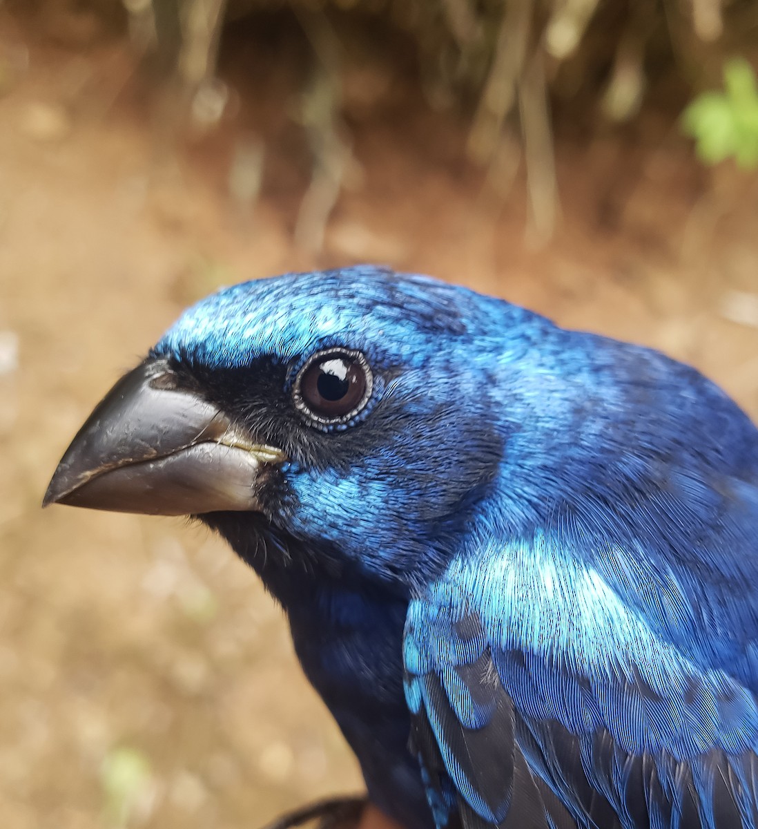 Blue Bunting - Isaias Morataya