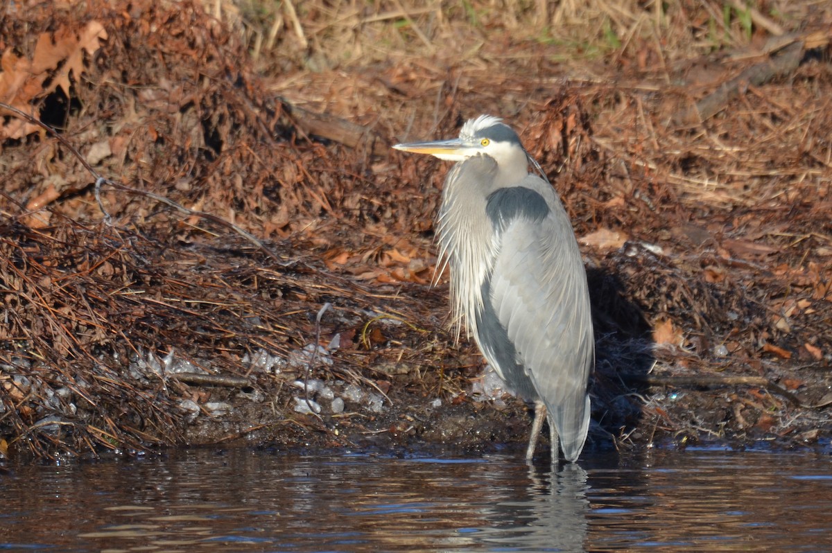Great Blue Heron (Great Blue) - ML198184001