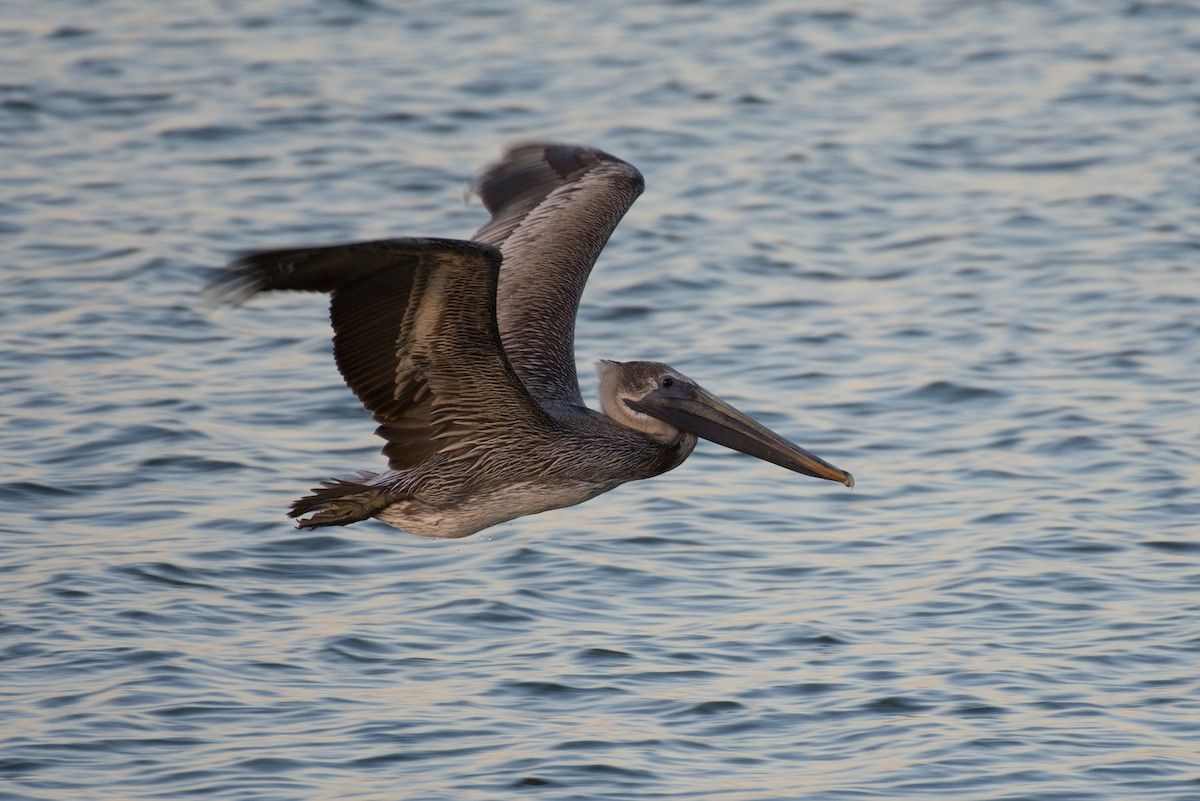 Brown Pelican - ML198184221