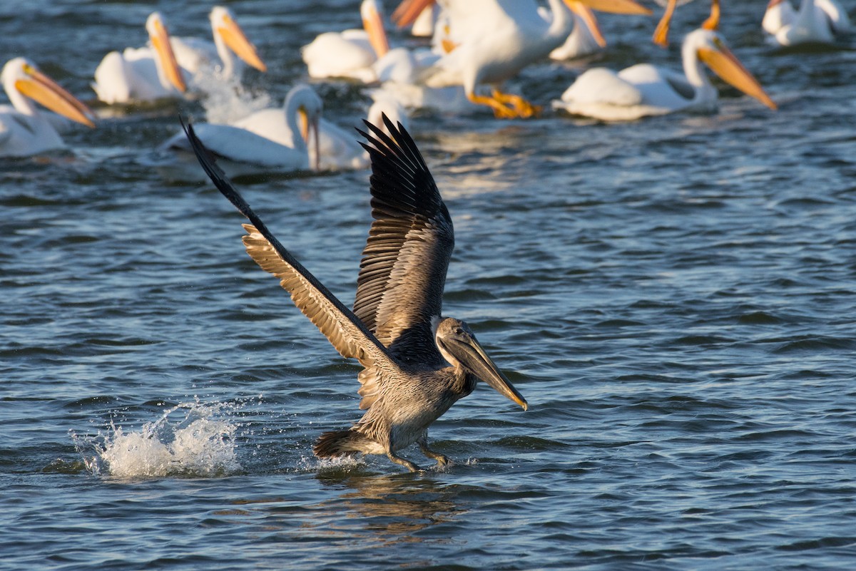 Brown Pelican - ML198184271