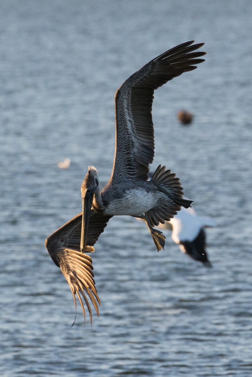 Brown Pelican - ML198184341