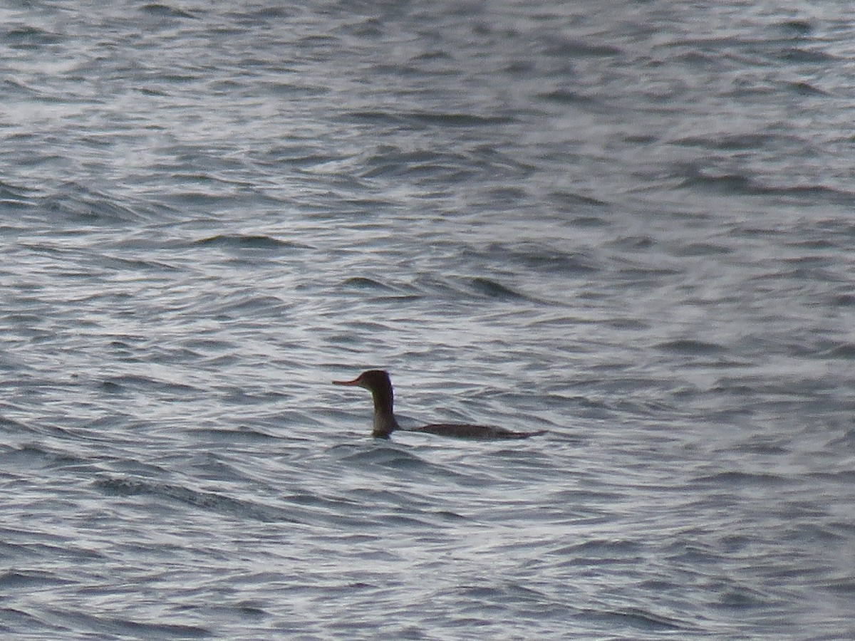 Сэвгэр бохио - ML198185051