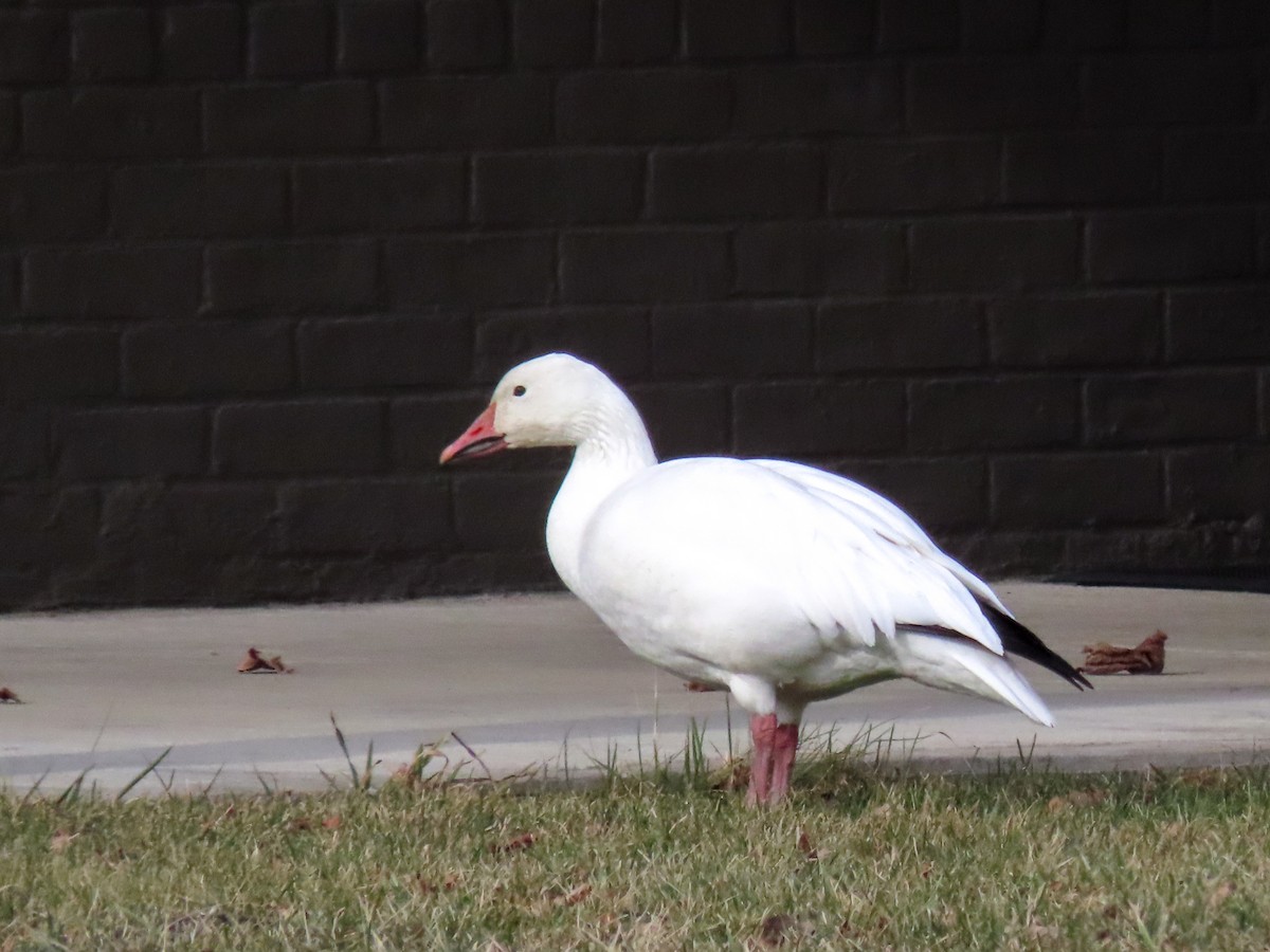 Snow Goose - Carena Pooth