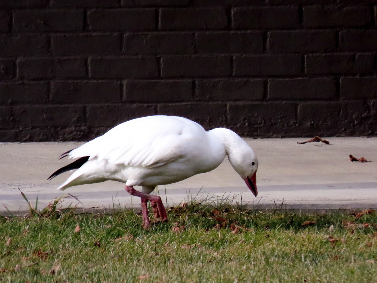 Snow Goose - ML198185921