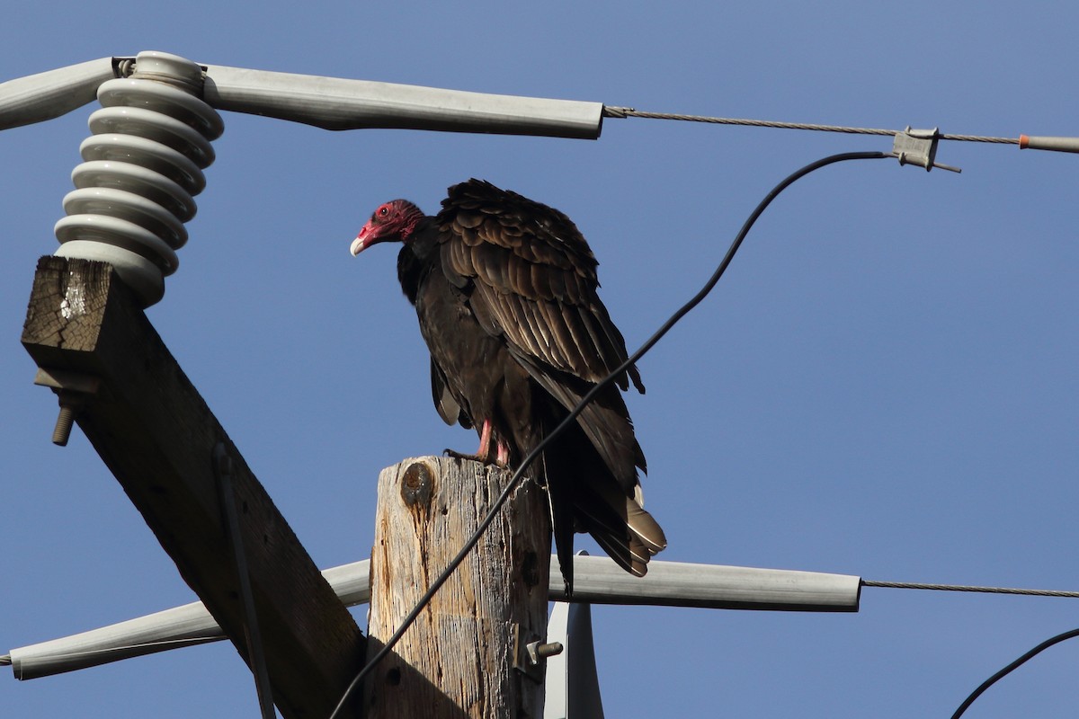 Turkey Vulture - R.J.  Adams