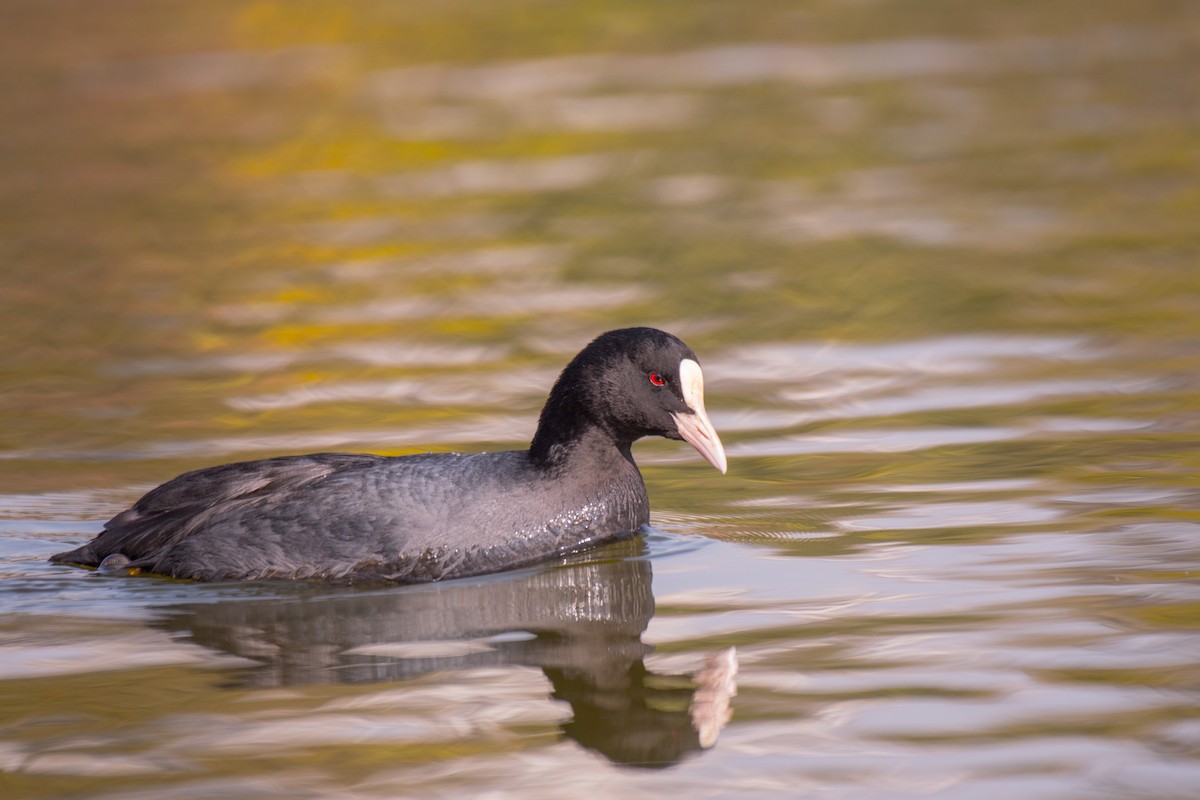 Eurasian Coot - Ian Hearn