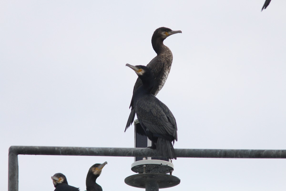 Great Cormorant - kristi cooper