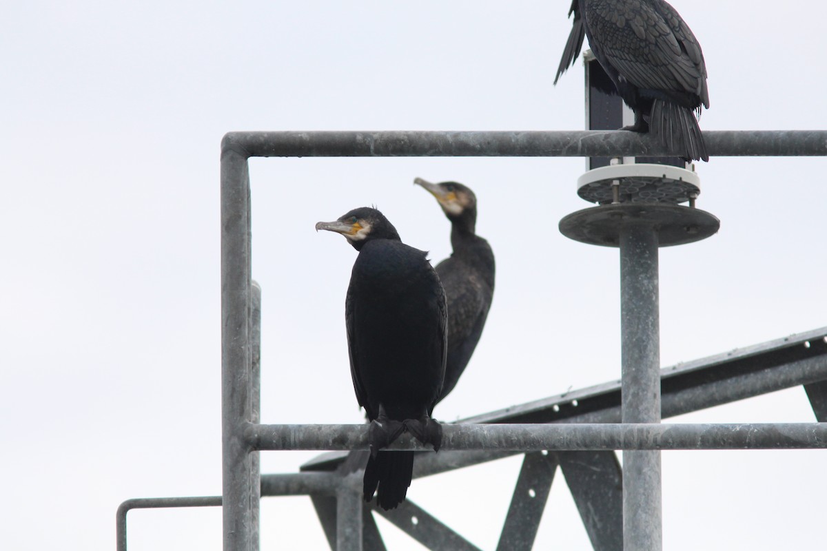 Great Cormorant - kristi cooper
