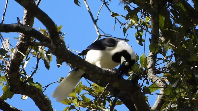 Tufted Jay - ML198189081