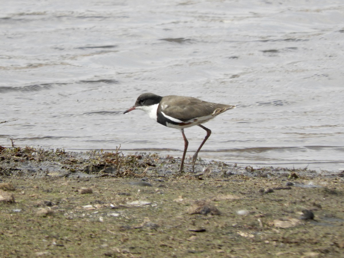Red-kneed Dotterel - ML198189141