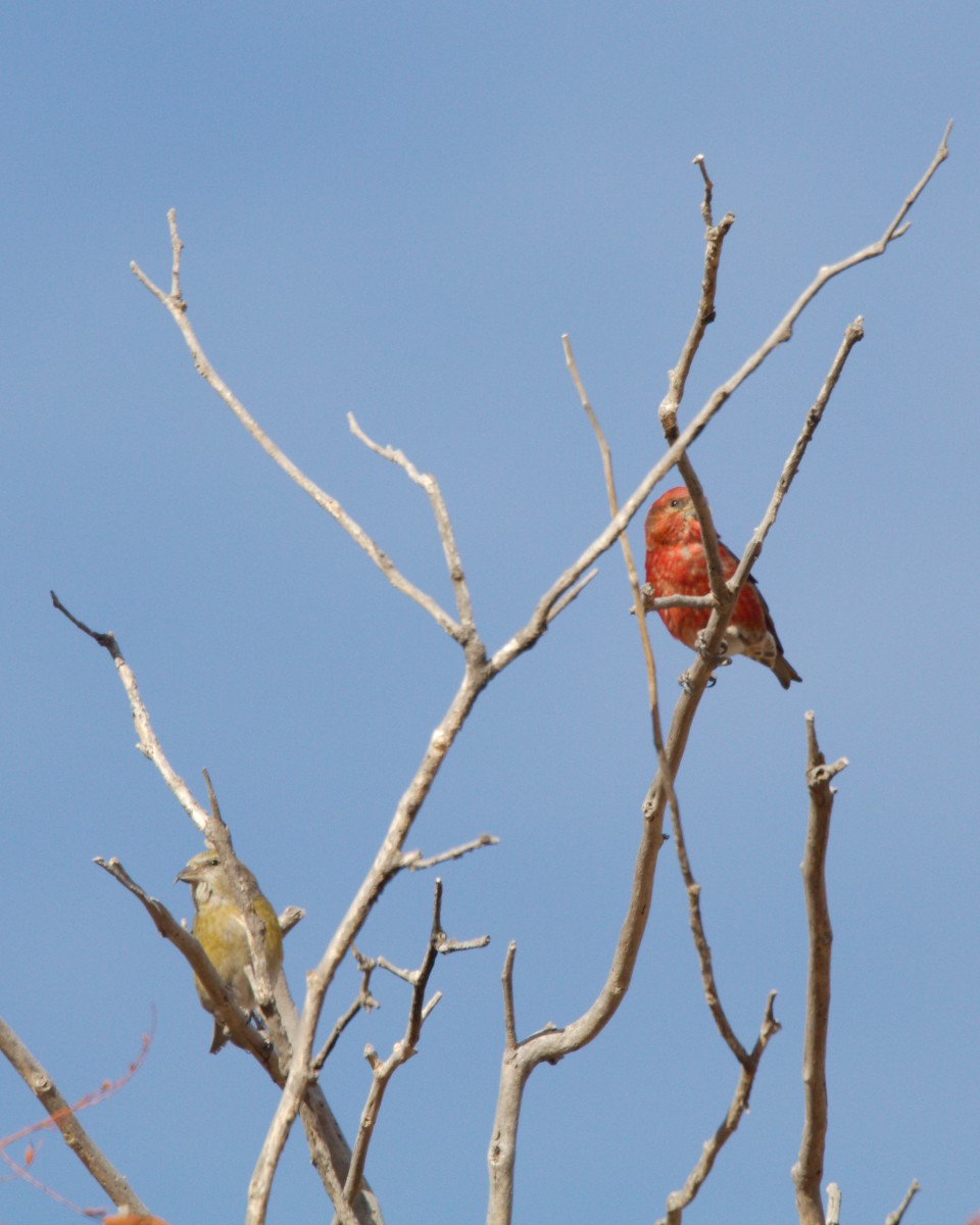 Red Crossbill - ML198190511