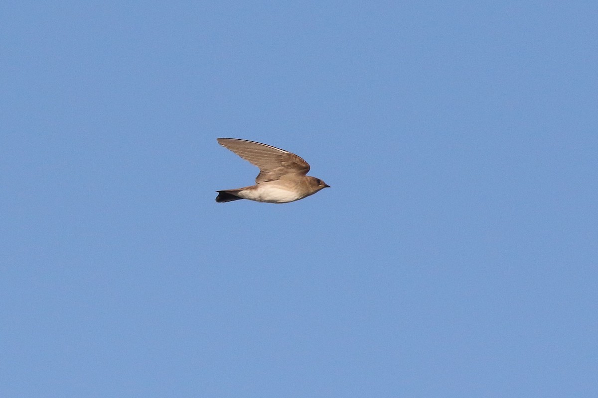 Northern Rough-winged Swallow - Michael O'Brien