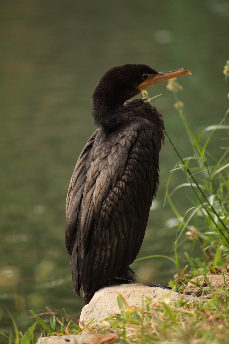 Neotropic Cormorant - ML198193021