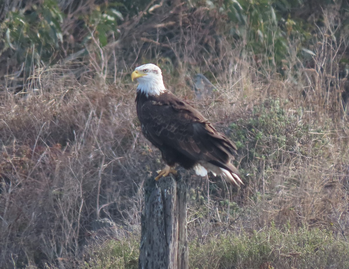 Bald Eagle - ML198194041