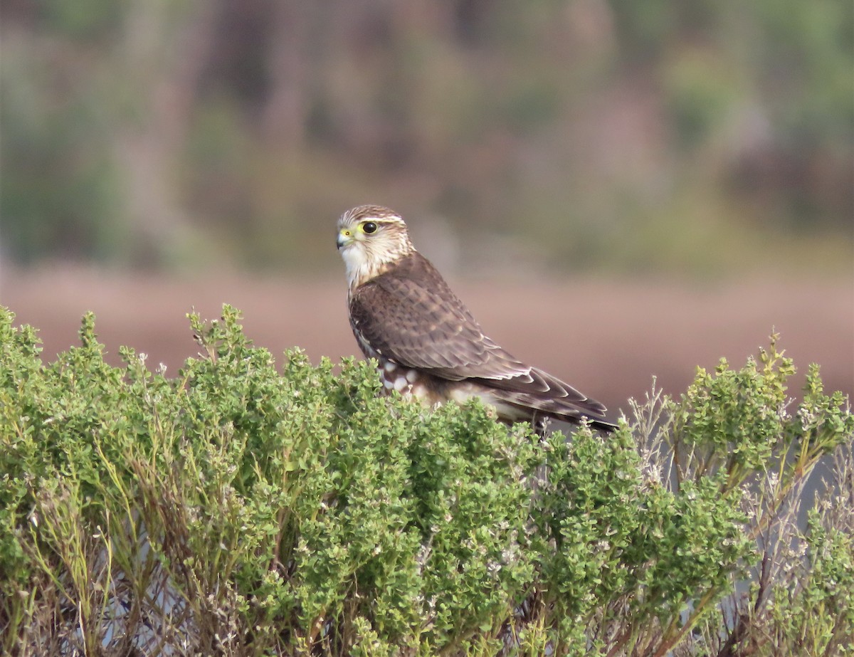 Merlin - ML198194131