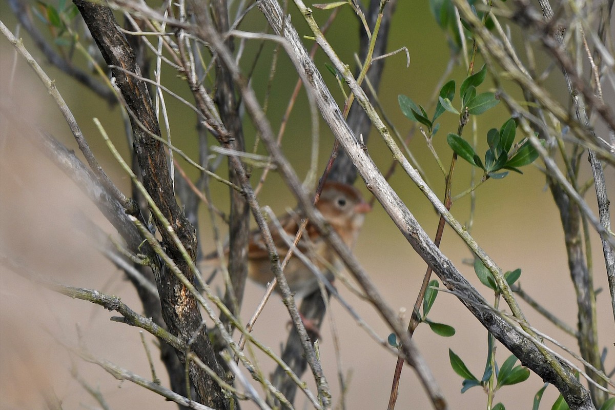Field Sparrow - ML198194361