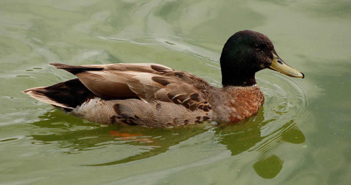 Mallard - ML198195071