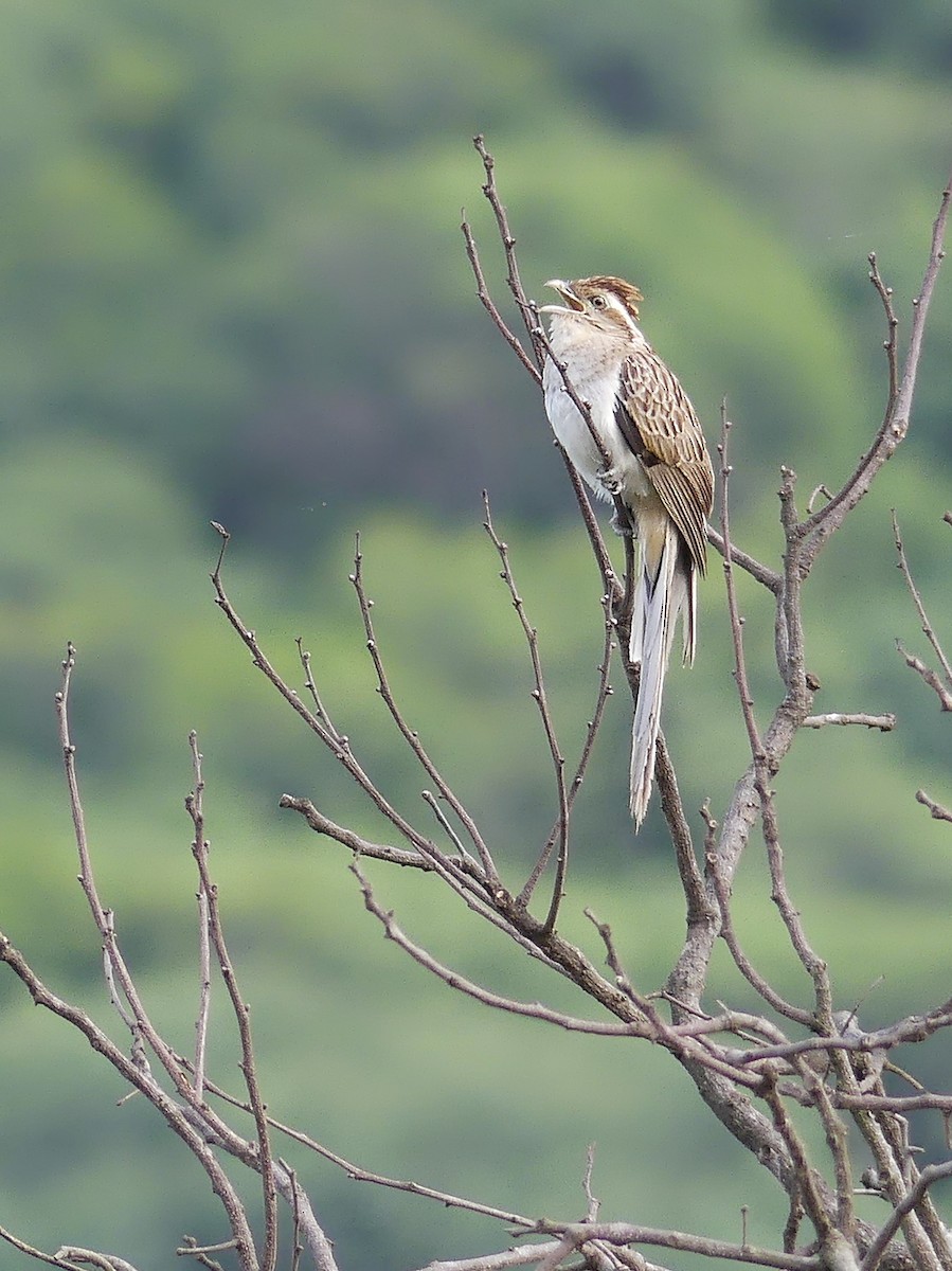 Striped Cuckoo - ML198195161