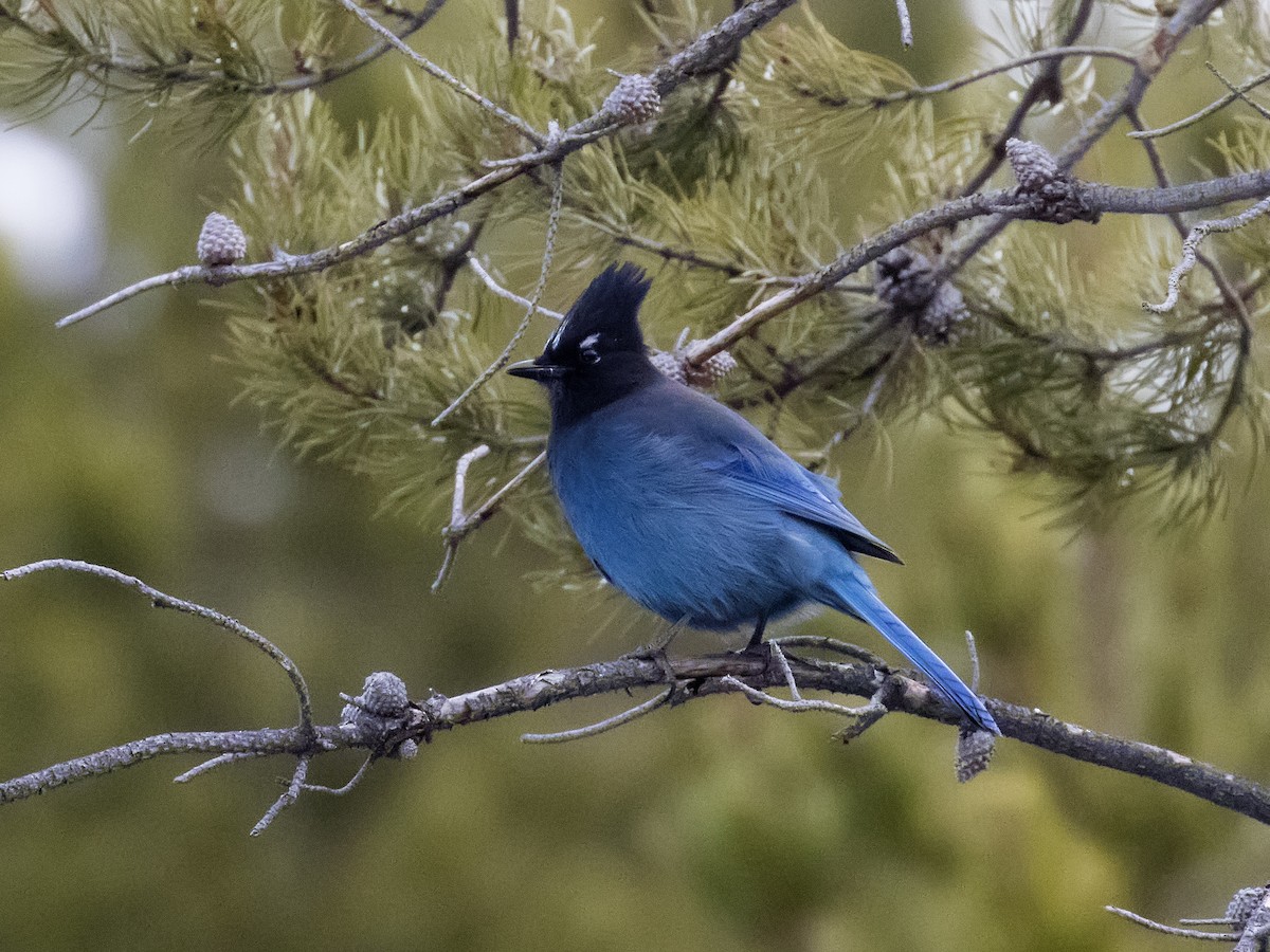 Steller's Jay - ML198197081