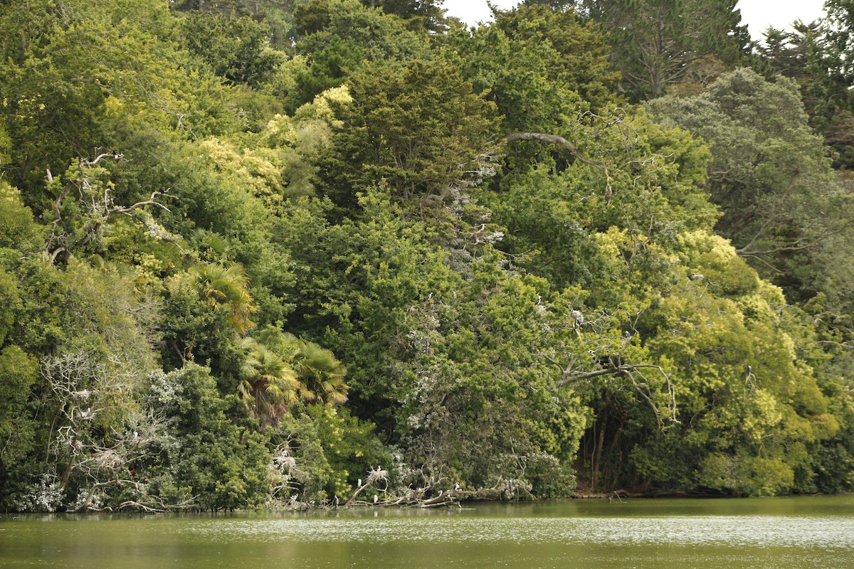 Pied Cormorant - ML198197751