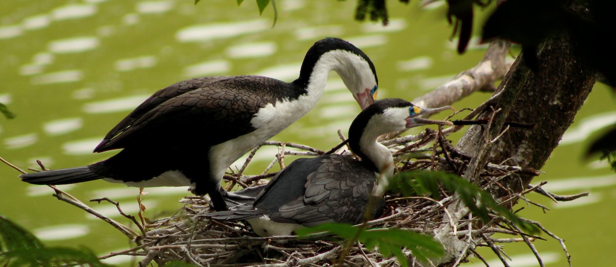 Pied Cormorant - ML198198011