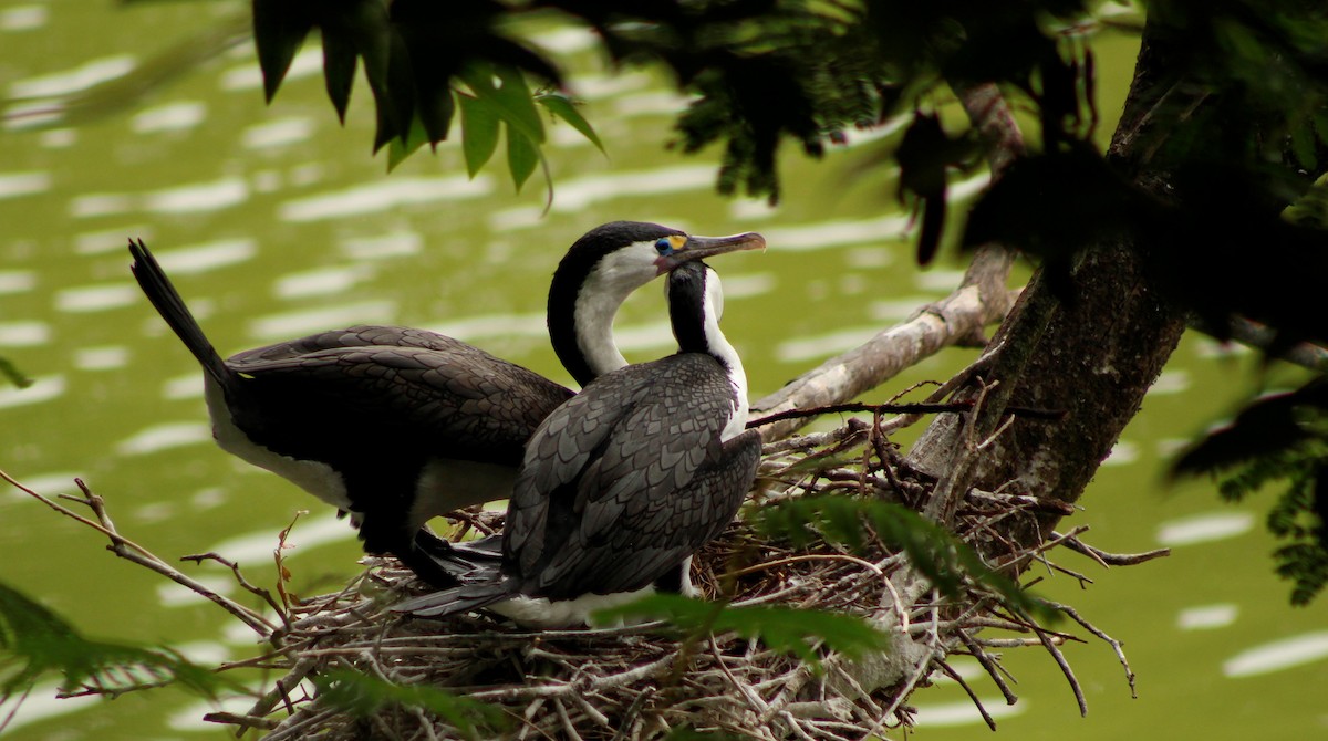 Pied Cormorant - ML198198171