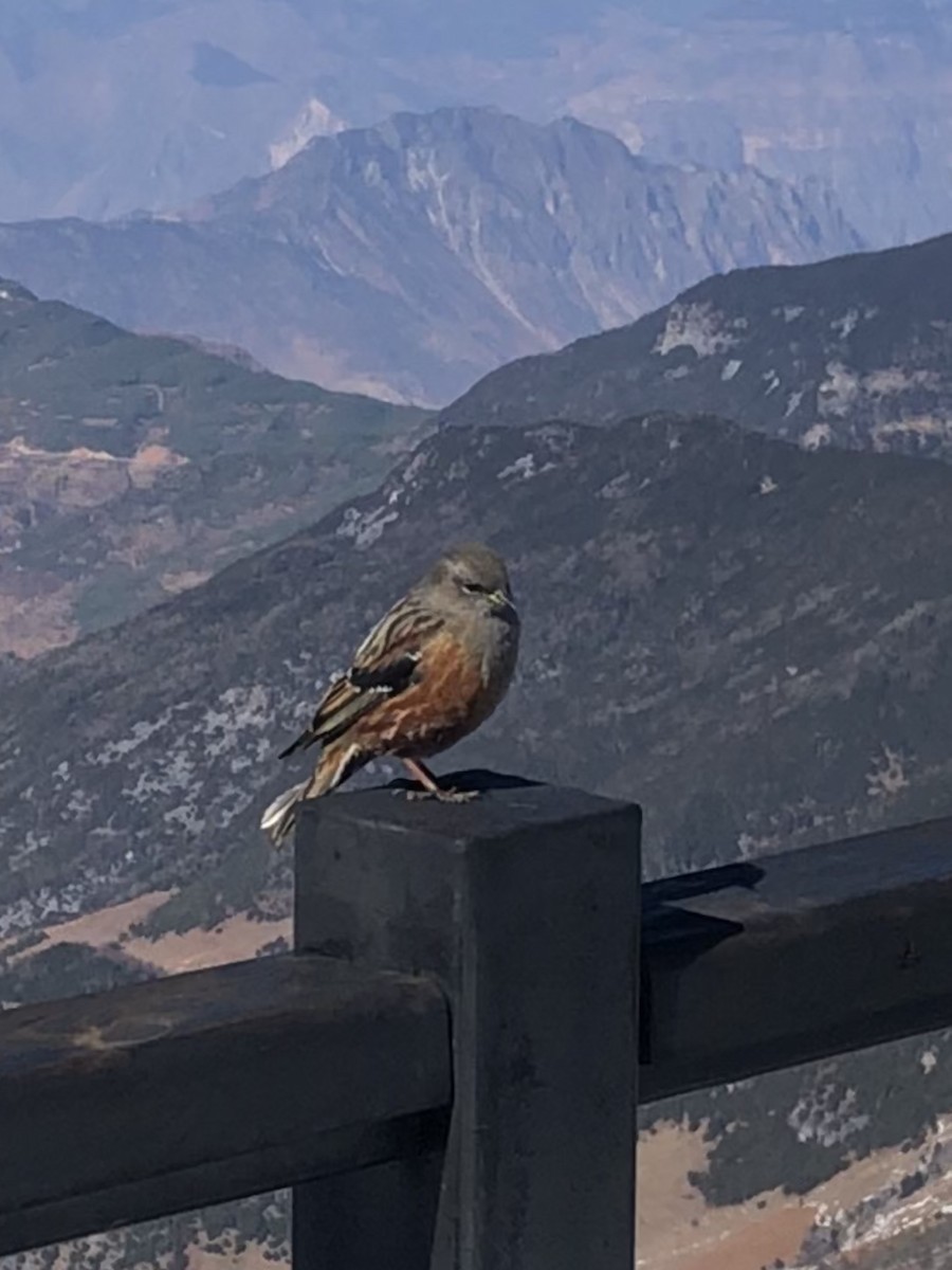 Alpine Accentor - ML198198291