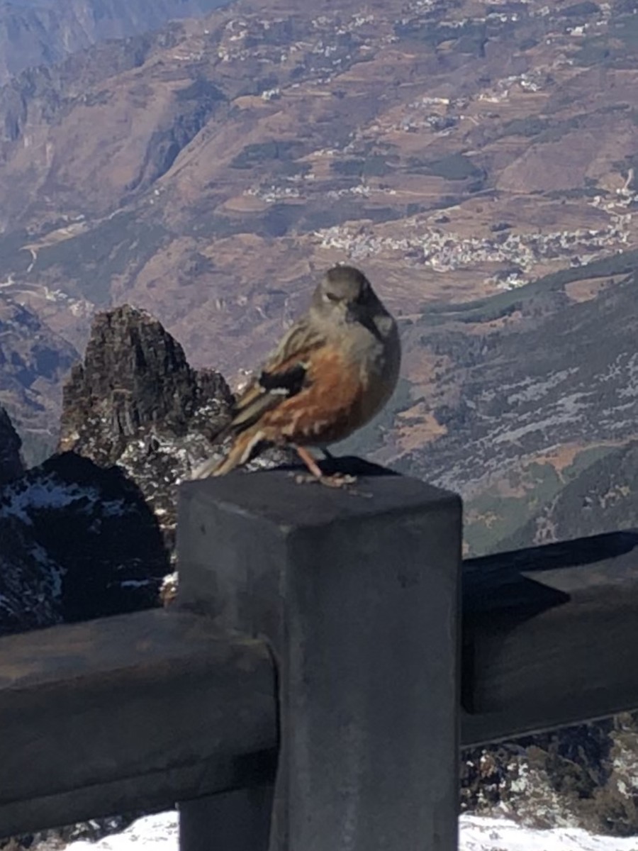 Alpine Accentor - ML198198561