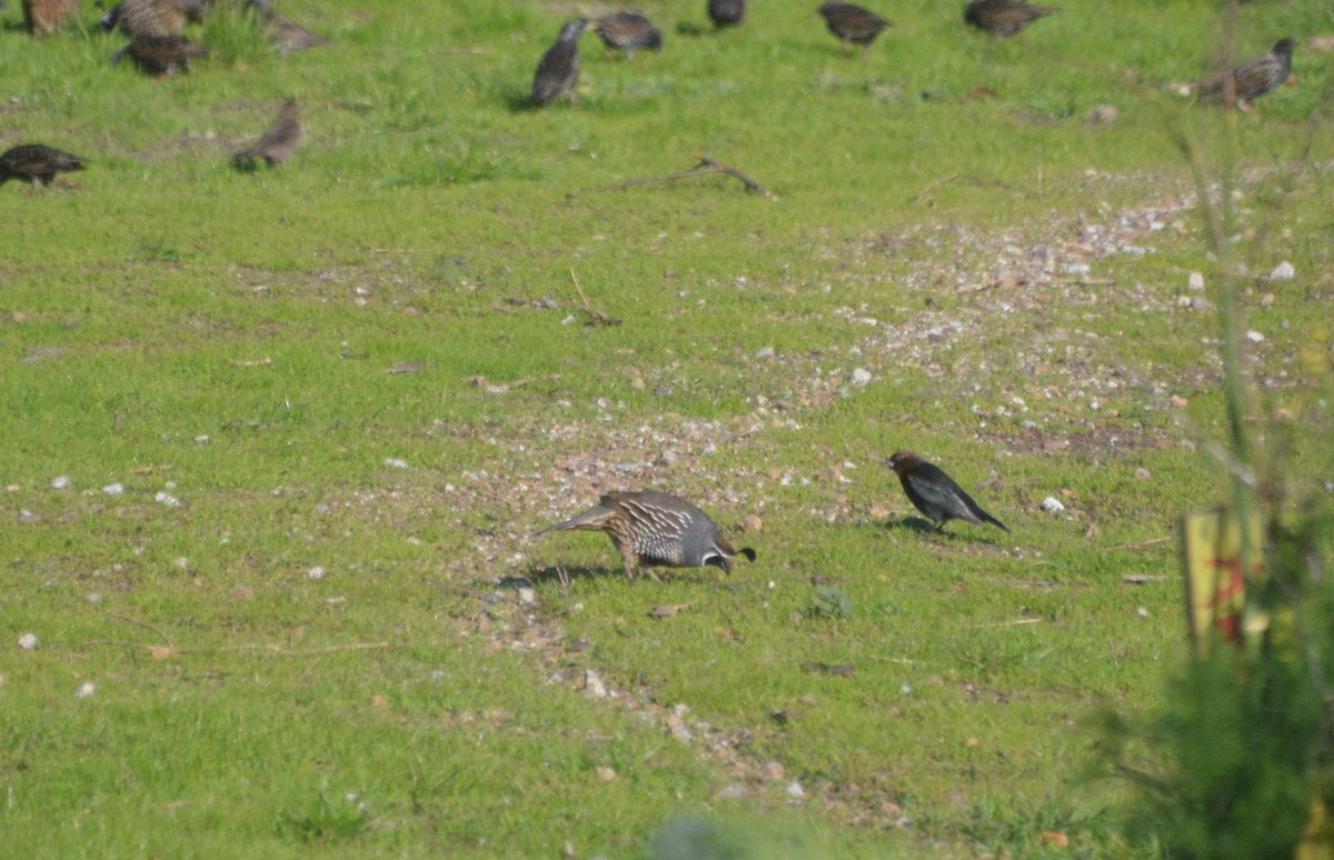 California Quail - ML198198591