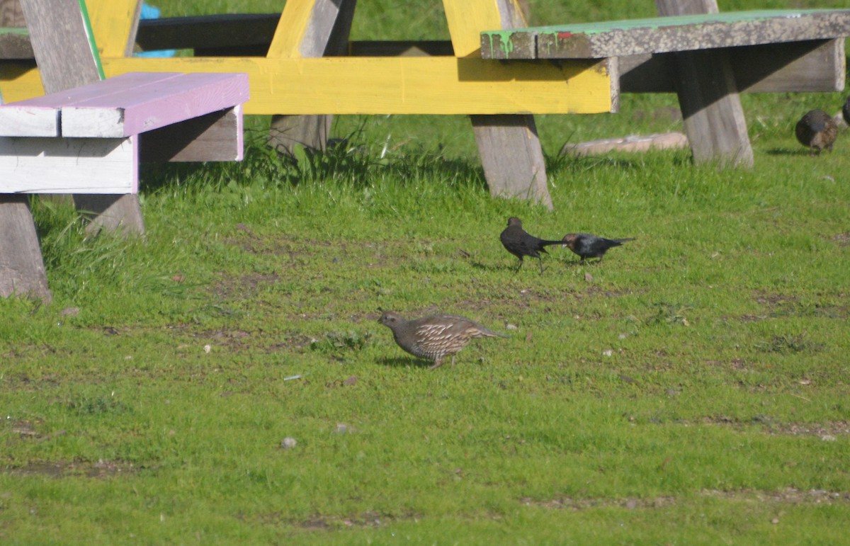 California Quail - ML198198601