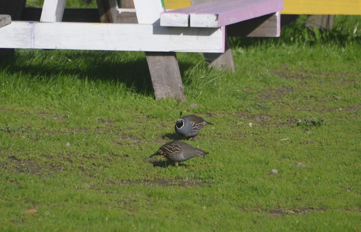California Quail - ML198198621